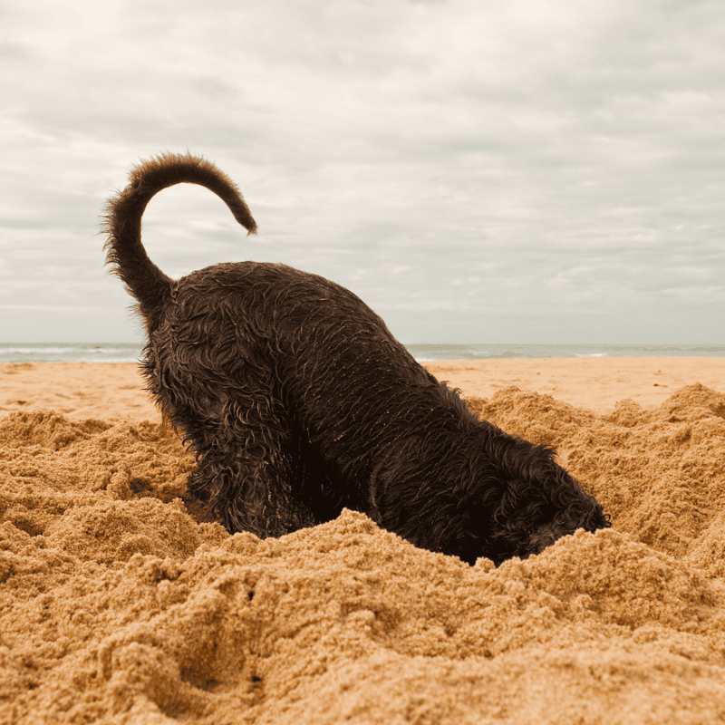 American Water Spaniel Exercise