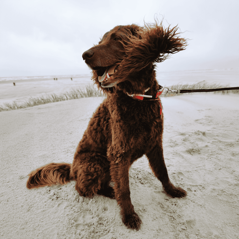 American Water Spaniel photo 2
