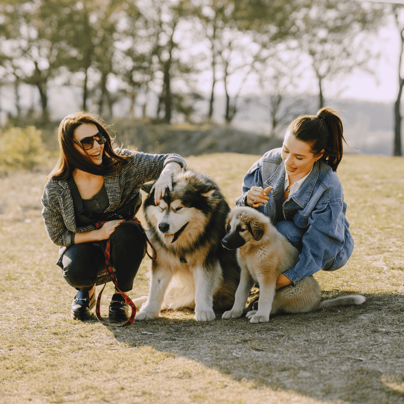 Happy women and adorable puppies enjoying outdoor play in a scenic park. Perfect for dog lovers and pet care tips.
