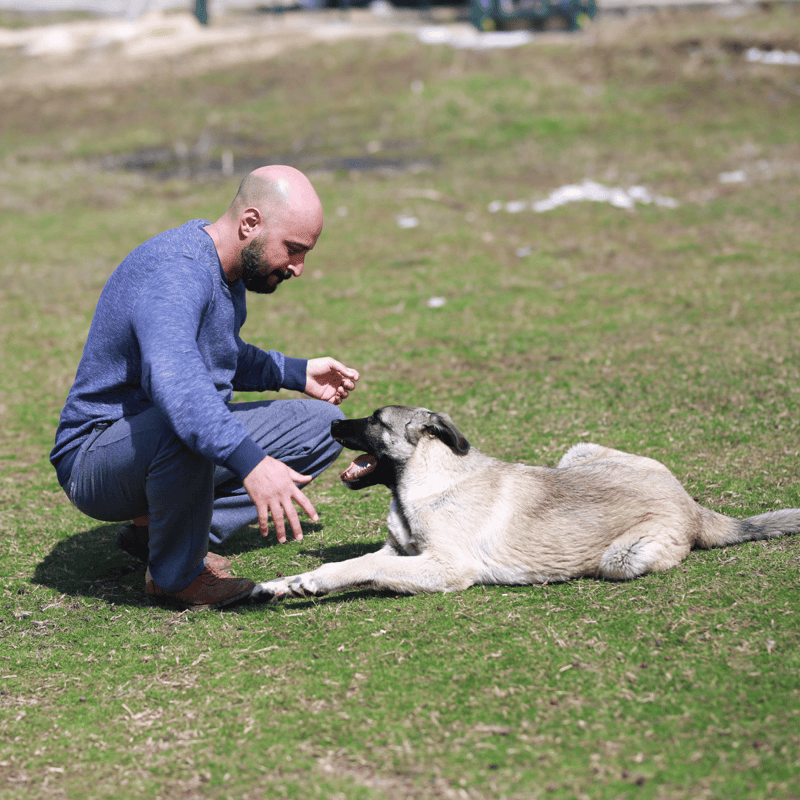 Anatolian Shepherd characteristics