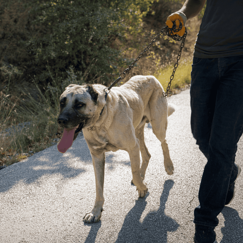 Durable dog leash for safe outdoor walks, enhancing pet safety and control during nature excursions.