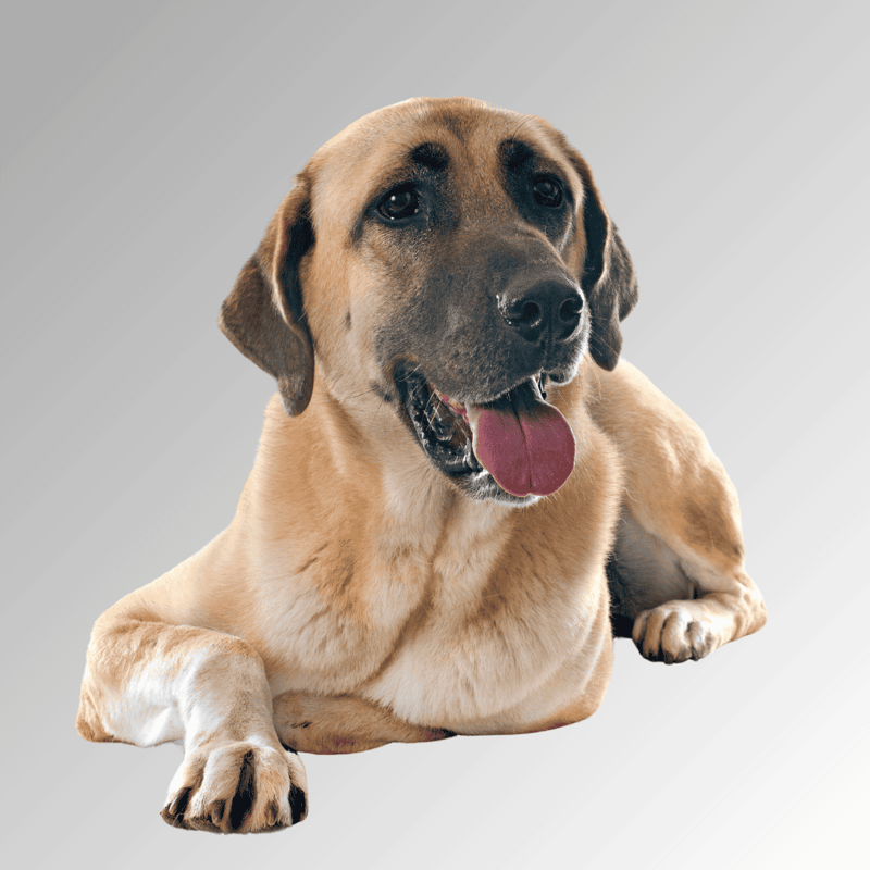 Anatolian Shepherd photo 1