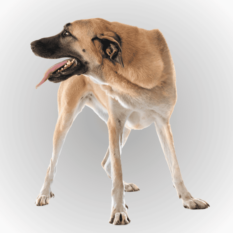 Anatolian Shepherd photo 2