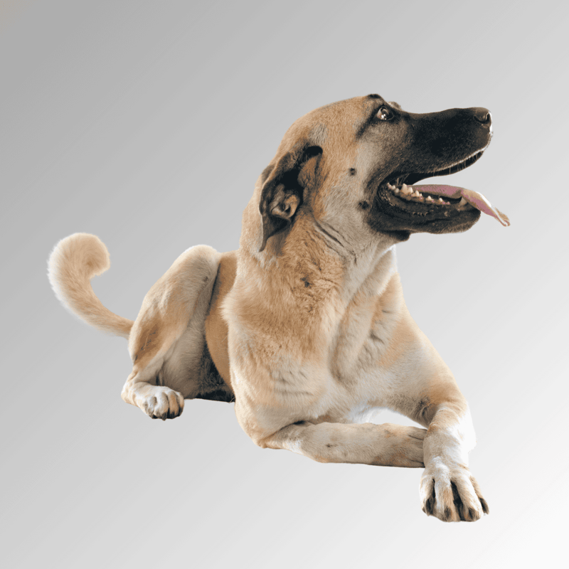 Anatolian Shepherd photo 3