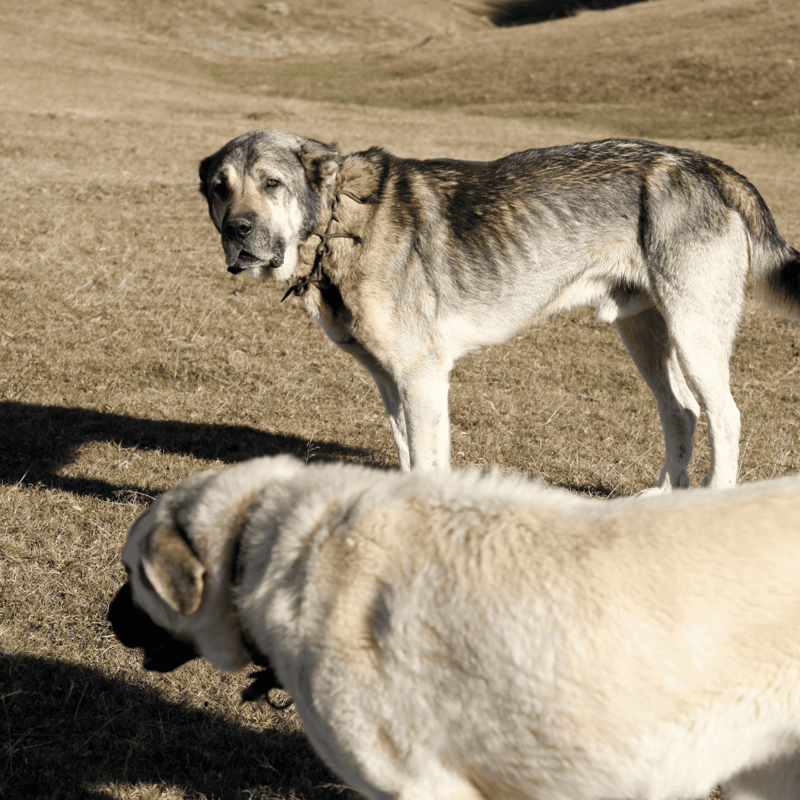 Anatolian Shepherd Male Vs. Female