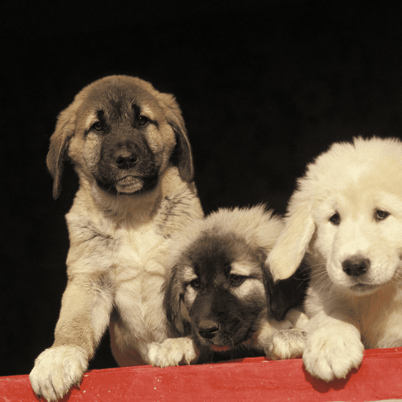 Anatolian Shepherd Puppies