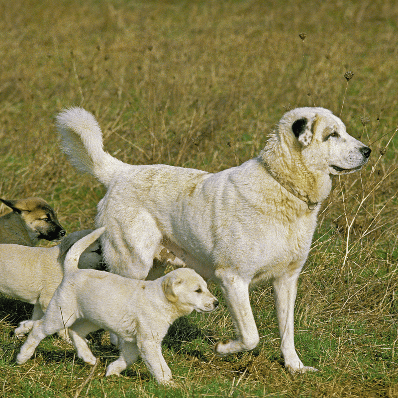 Anatolian Shepherd They Came to the U.S. for a Secret Government Program