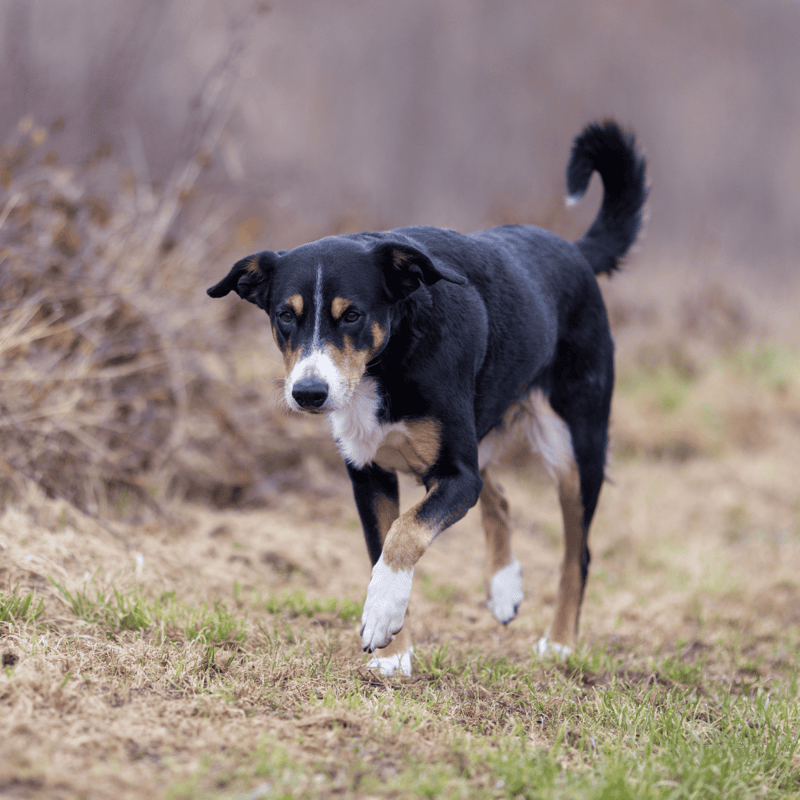 Adorable mixed-breed dog walking in the park, enjoying fresh air and outdoor adventures.