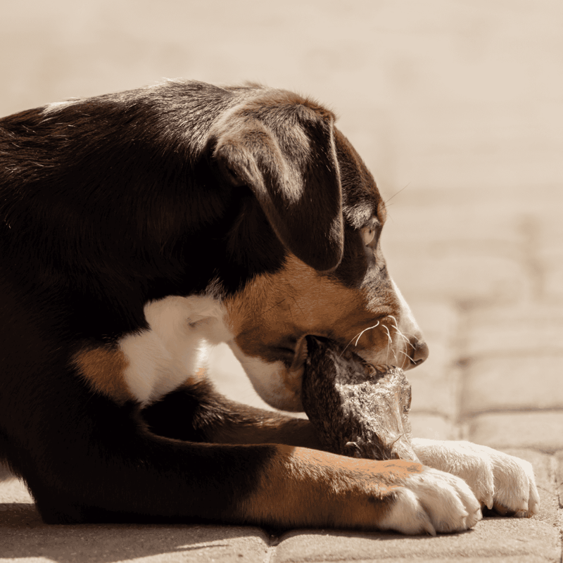 Adorable dog chewing on a rawhide bone outdoors, showcasing healthy coat and happy pet care.
