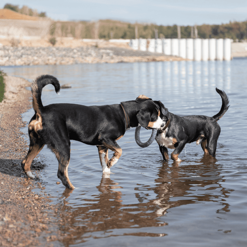 Two dogs playing with a ring toy in the water at the lake.