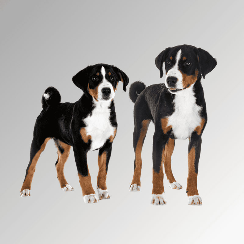 Adorable puppy and adult dog are ready for pet sitting. Reliable dog care services for your pets.