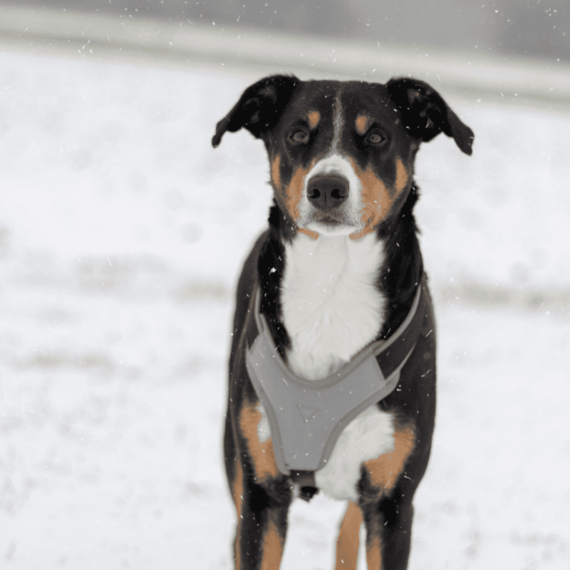 Appenzeller Sennenhunds are used as rescue dogs in the Swiss Alps nowadays.
