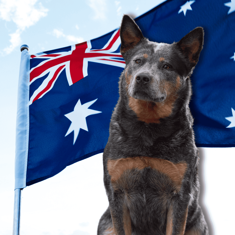 Australian Cattle A Heeler holds the Guinness Record for the Oldest Dog