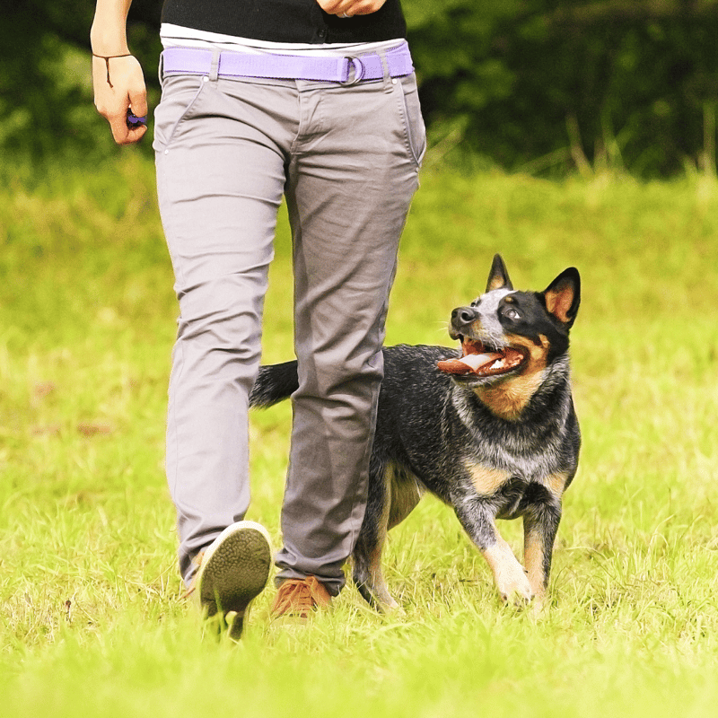 Australian Cattle overview