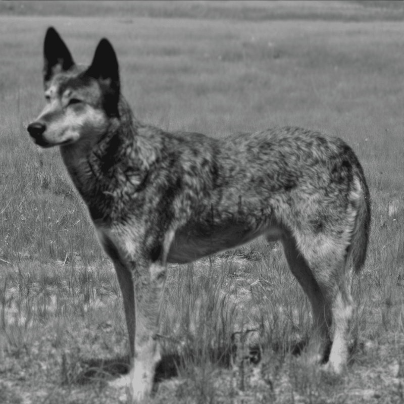 Australian Cattle Dogs are descended from Dingoes