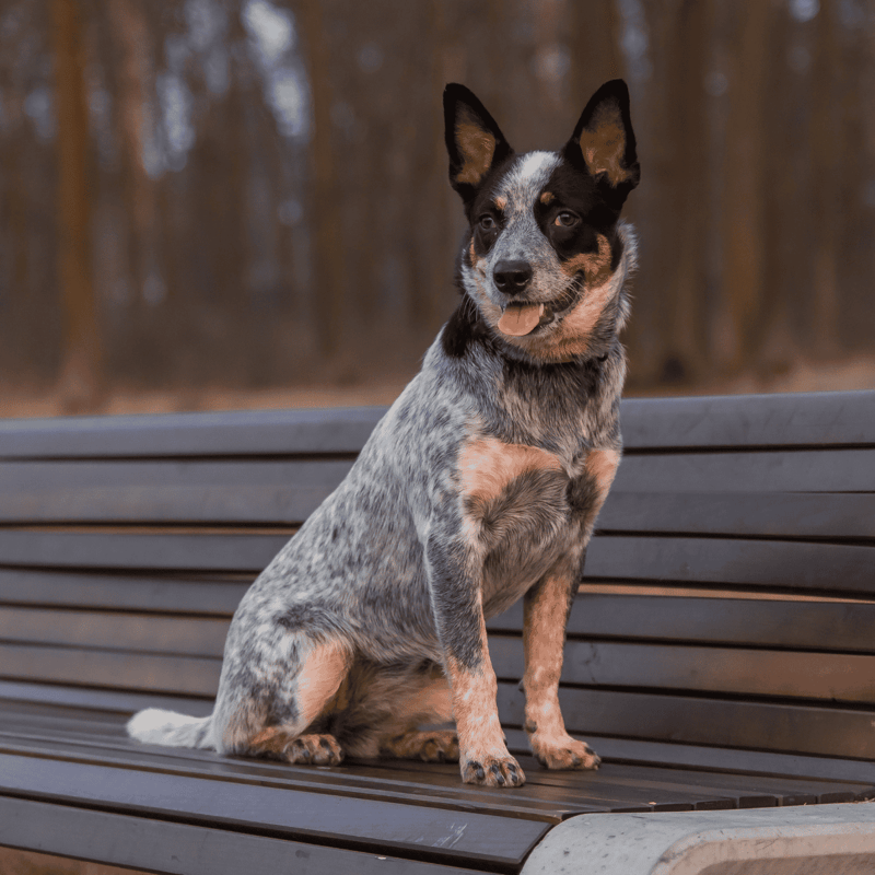 Australian Cattle Dogs have a lot of aliases