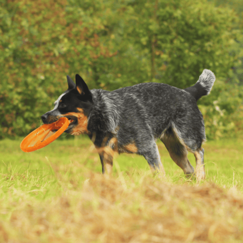 Australian Cattle Exercise