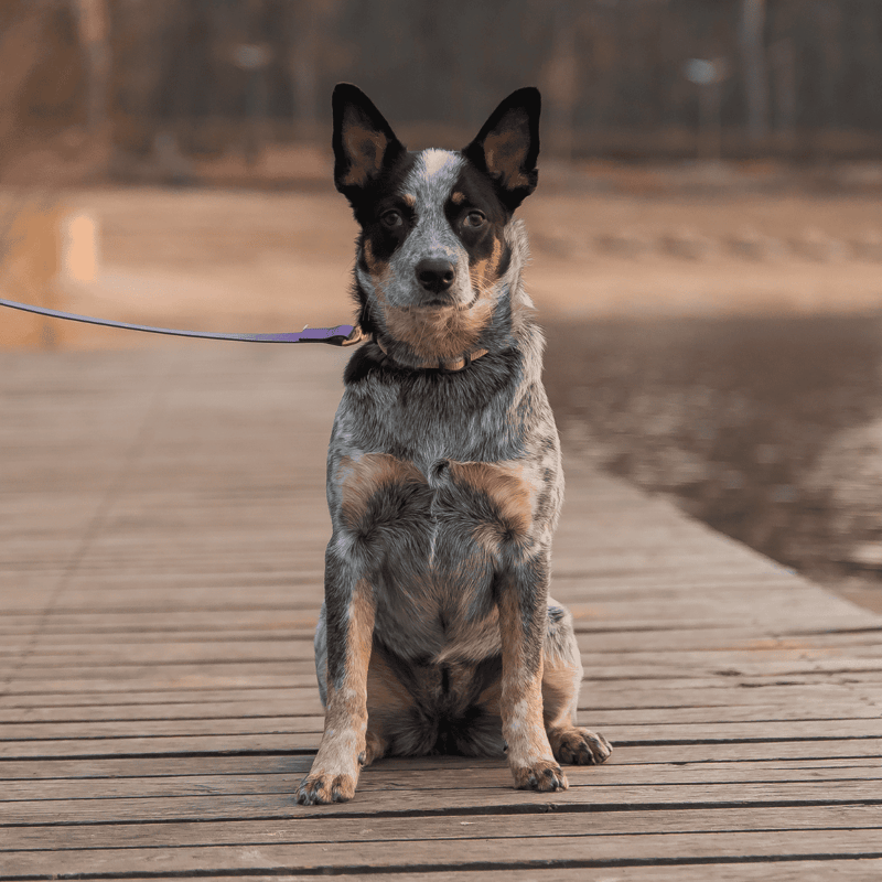 Australian Cattle Final Thoughts