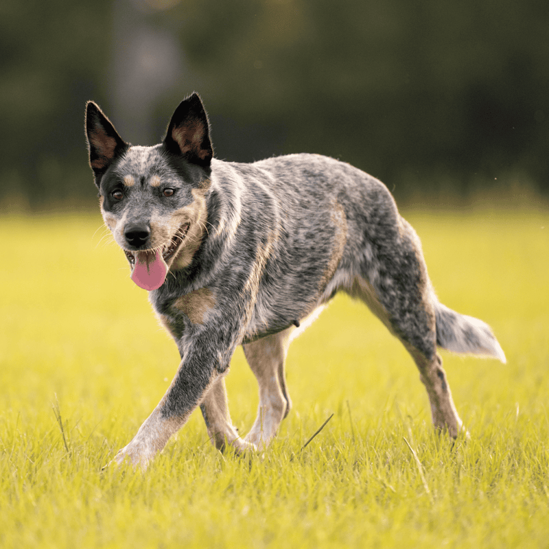 Australian Cattle photo 2