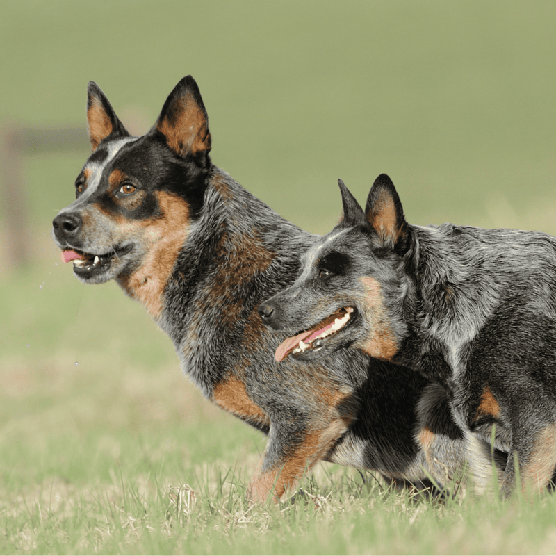 Australian Cattle Male Vs. Female
