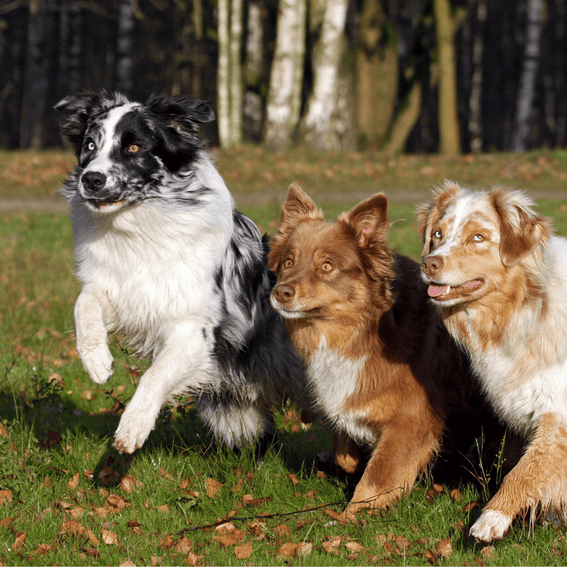 Border Collie and Australian Shepherd dogs playing together outside and being active.