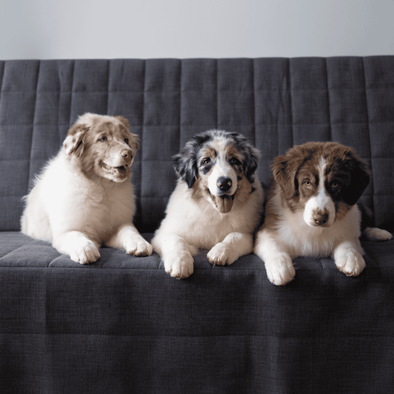 Sad puppy sitting on a grey couch, looking at the camera, with a white, black, and brown coat.