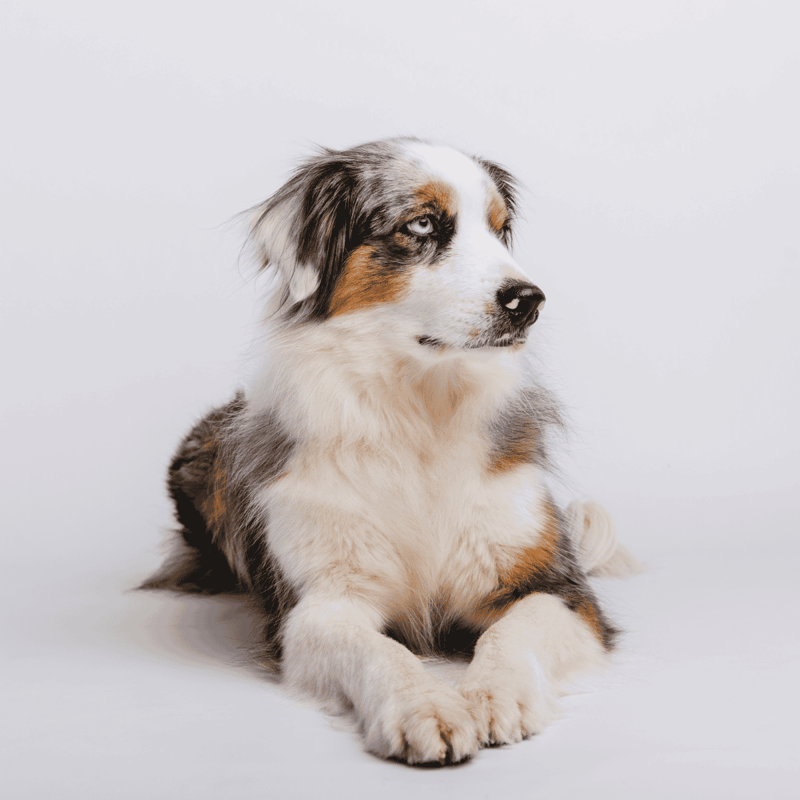 Australian Shepherd photo 2