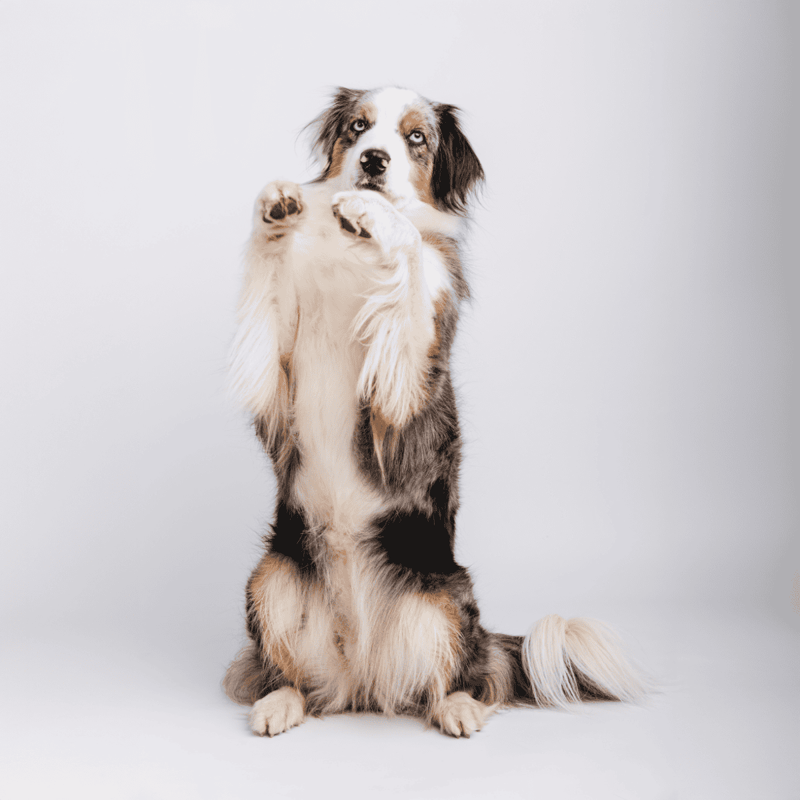 Australian Shepherd photo 3