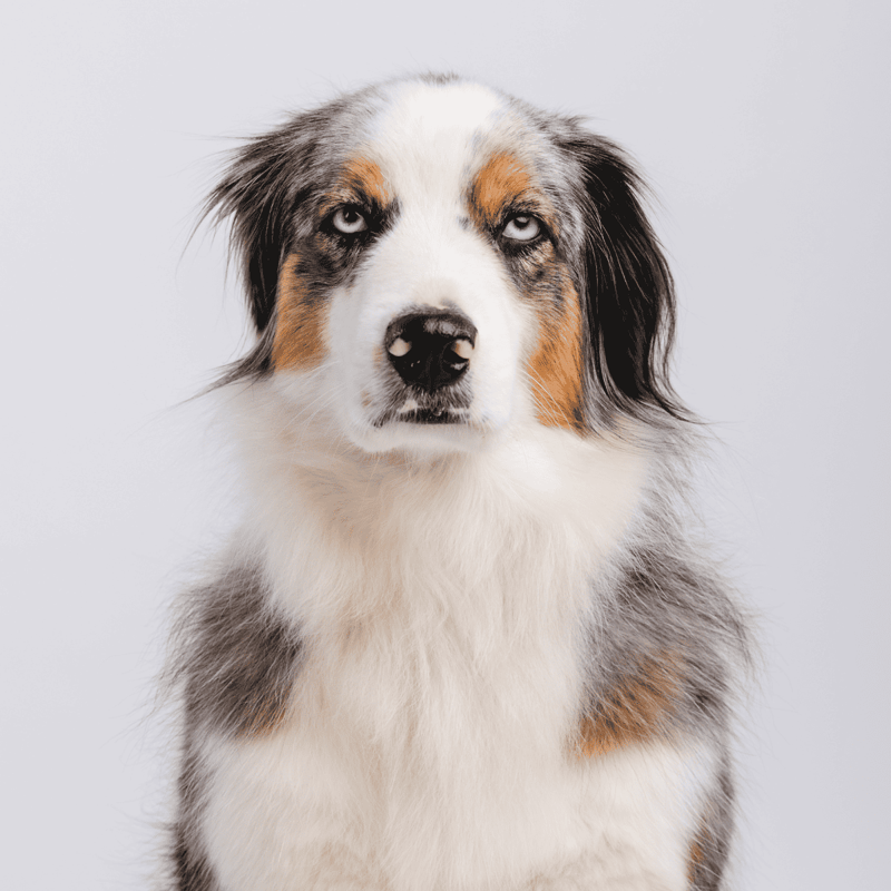 Australian Shepherd photo 1