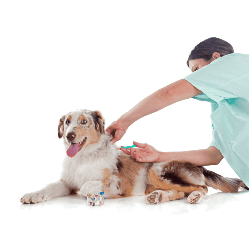 Australian Shepherd health