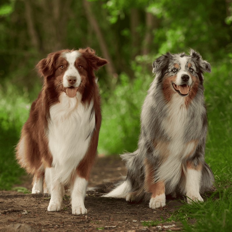Adorable Australian Shepherd and Bernese Mountain Dog sitting outdoors in a lush green forest setting.
