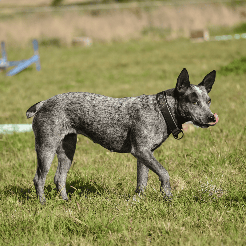 Australian Stumpy Tail Cattle Dog overview