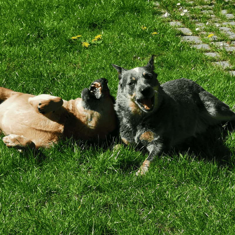 Australian Stumpy Tail Cattle Does This Breed Get Along With Other Pets