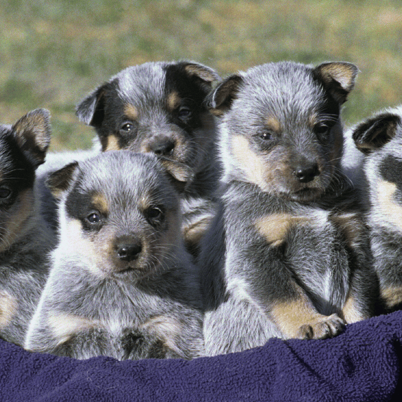 Adorable group of German Shepherd puppies sitting together outdoors, showcasing cuteness and playful energy.