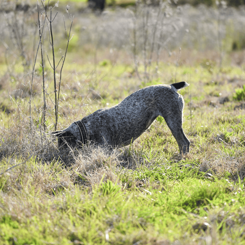 Dog sniffing ground outdoors with greenery.