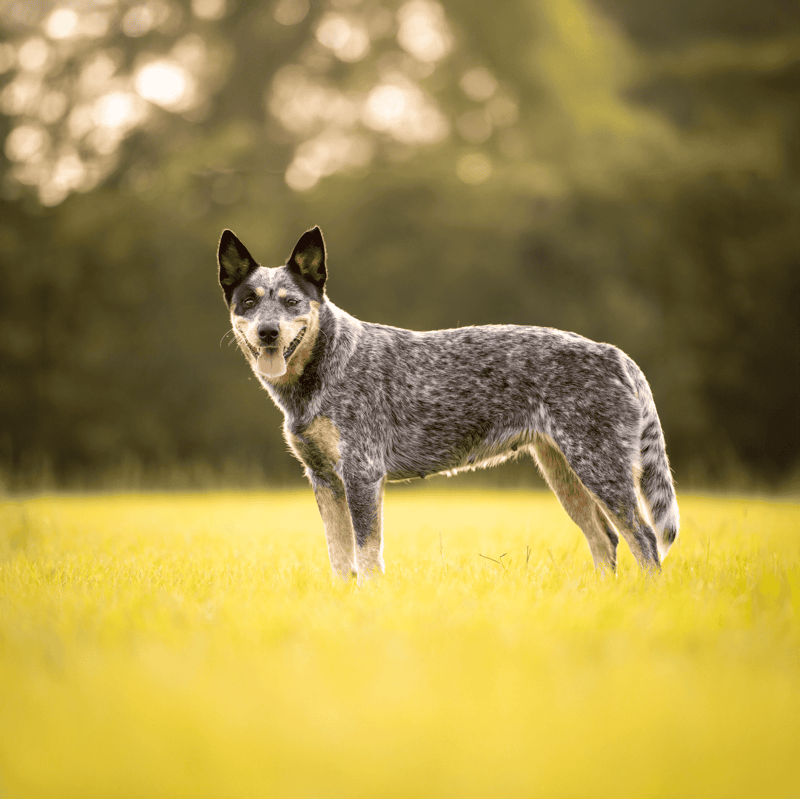 Australian Stumpy Tail Cattle - Fact #2 Some Have Tails!