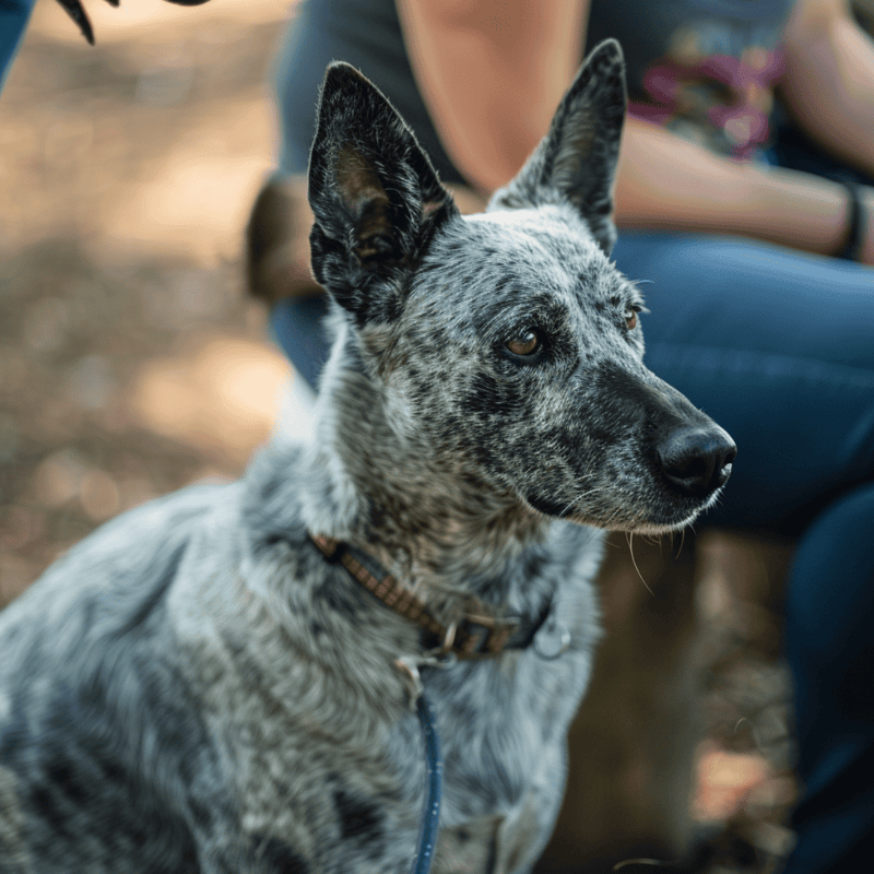 Australian Stumpy Tail Cattle Final Thoughts