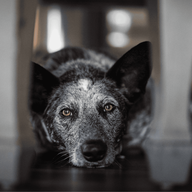 Australian Stumpy Tail Cattle Dog photo 1