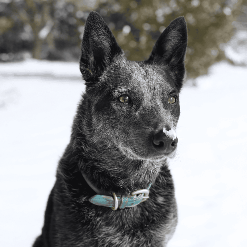 Australian Stumpy Tail Cattle Dog photo 3