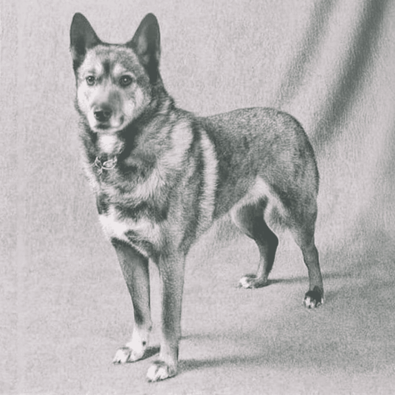 Australian Stumpy Tail Cattle They Almost Went Extinct