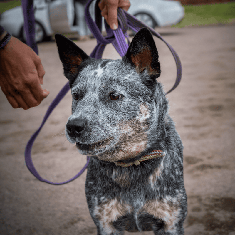 Australian Stumpy Tail Cattle Training