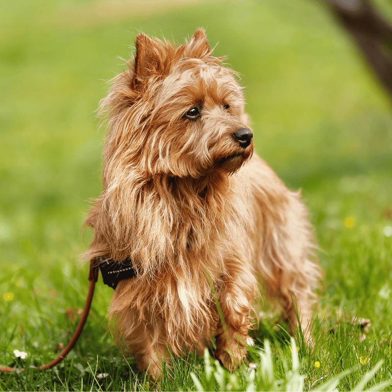 Australian Terrier overview