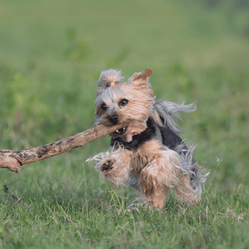 Australian Terrier characteristics