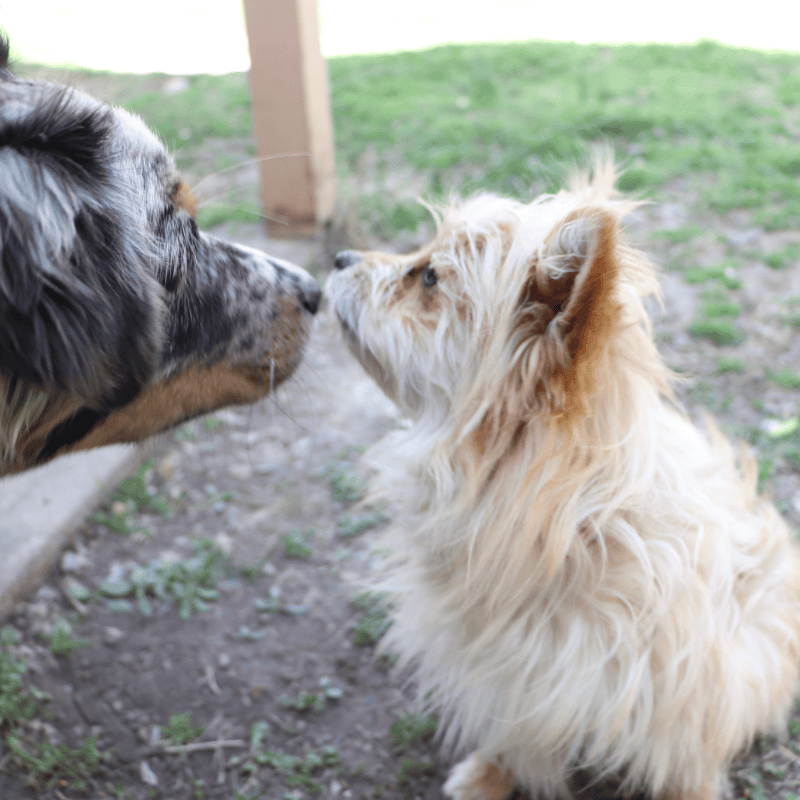 Cute, small dog and larger dog sniffing noses in a grassy yard.