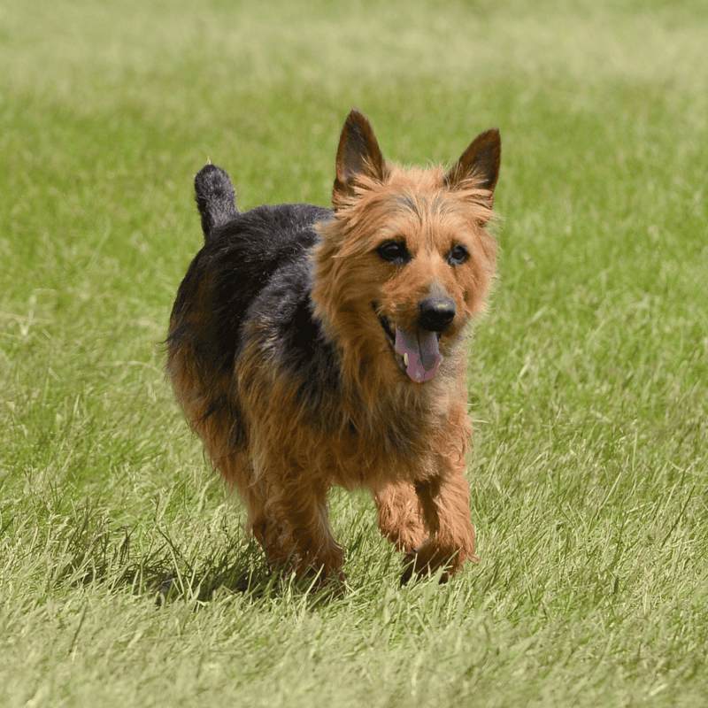Adorable energetic dog playing outdoors on lush green grass.