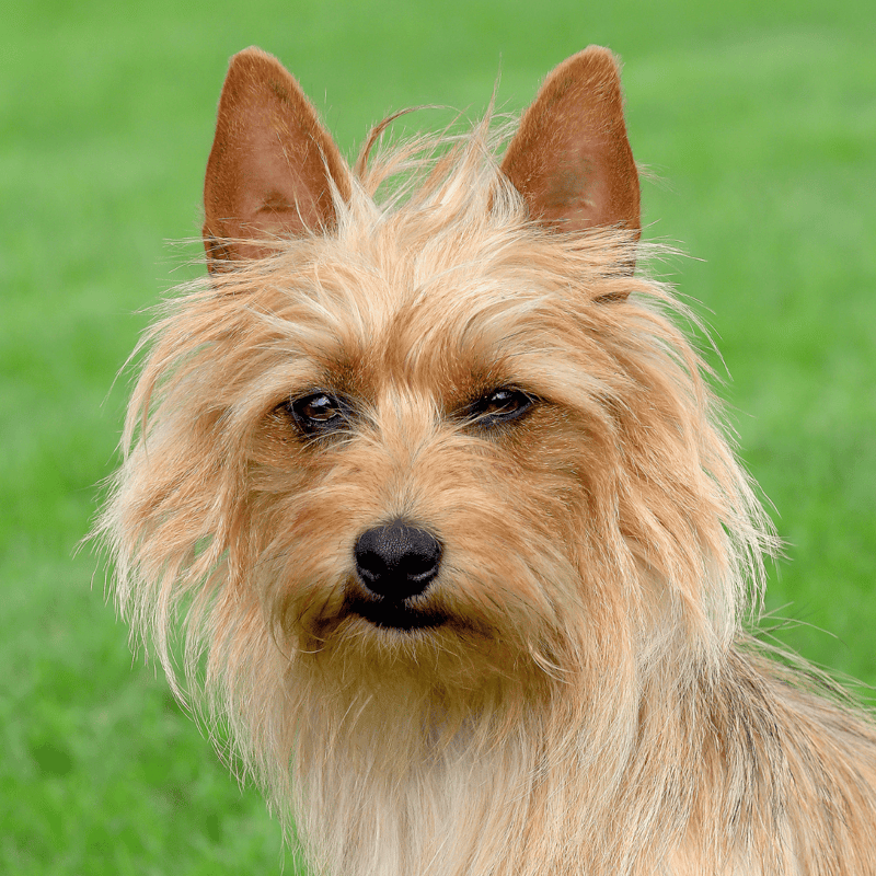 Australian Terrier photo 1