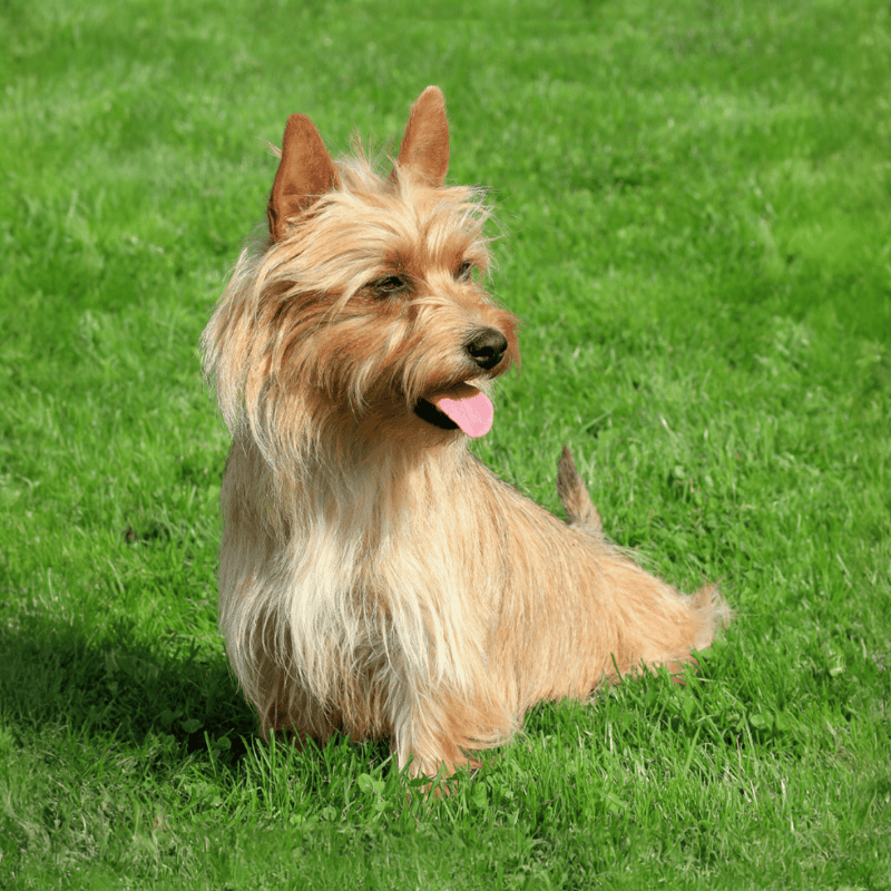 Australian Terrier photo 3