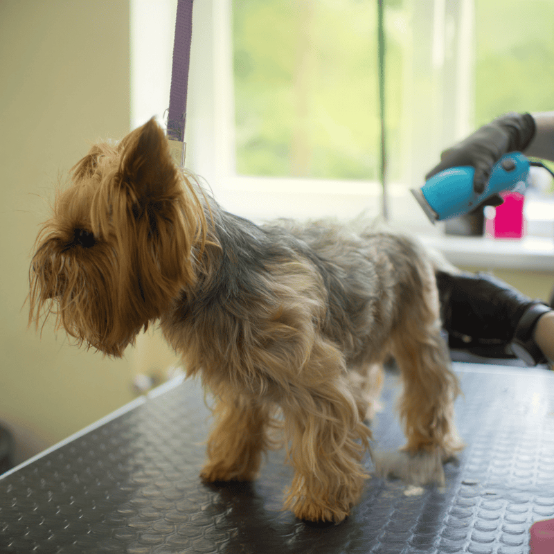 Australian Terrier Grooming
