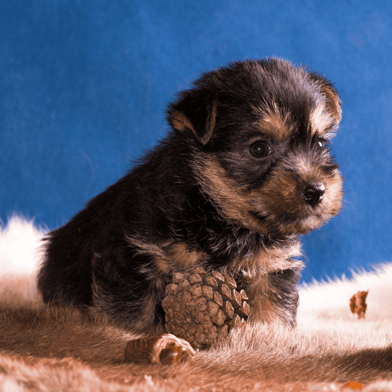 Australian Terrier Puppies