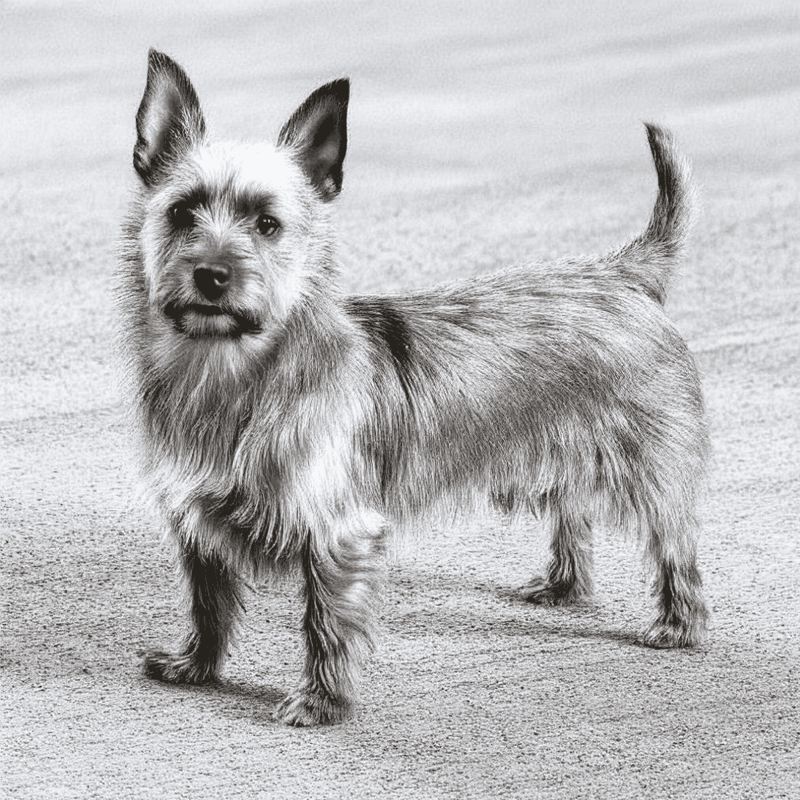 Australian Terriers Have Mixed Heritage